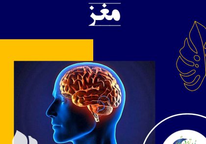 علت اینکه چرا پزشکان تغذیه همیشه بر خوردن صبحانه‌ای کامل تأکید می‌کنند. و آن را مهم‌ترین وعده‌ی غذایی در طول روز می‌دانند، این است که صبحانه‌ی کامل برای مغز مانند ساعت زنگ‌دار است که هر روز صبح باید آن را سر موقع از خواب بیدار کند.